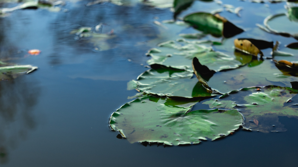 Live Music By The Lily Pond: Gerwyn Steele